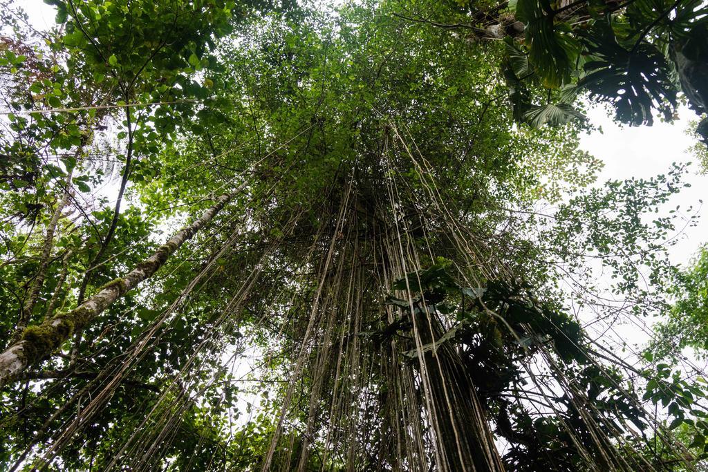 Hakuna Matata Amazon Lodge Archidona Eksteriør bilde